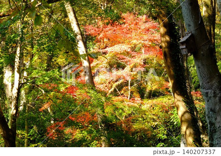 【神奈川県】森の中の紅葉と小鳥の巣箱 140207337