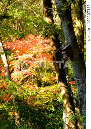 【神奈川県】森の紅葉と小鳥の巣箱 【神奈川県】森の紅葉と小鳥の巣箱 140207338