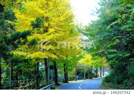 【神奈川県】紅葉したイチョウ並木 【神奈川県】紅葉したイチョウ並木 140207342