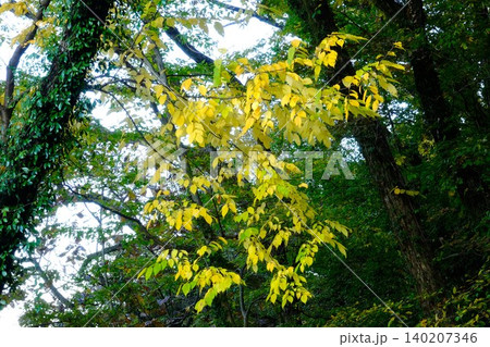【神奈川県】光を浴びて輝く紅葉 140207346