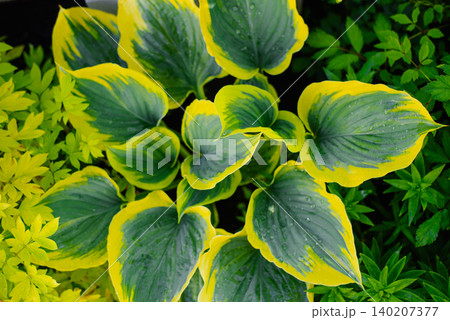 Variegated Hosta Liberty Plant with Wide Golden Borders in Garden Variegated Hosta Liberty Plant with Wide Golden Borders in Garden 140207377