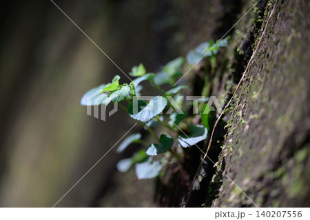 苔に覆われた岩肌に生える植物 苔に覆われた岩肌に生える植物 140207556