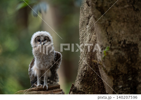 森の中で静かに佇むフクロウのヒナ 森の中で静かに佇むフクロウのヒナ 140207596