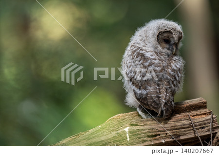 森の中で静かに佇むフクロウのヒナ 森の中で静かに佇むフクロウのヒナ 140207667