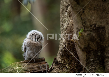 森の中で静かに佇むフクロウのヒナ 140207672