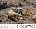 ミナミヒメシオマネキ　オス　♂　石垣島 140207704