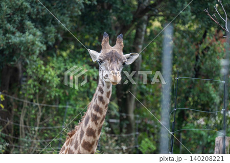 動物園のキリンポートレート 140208221