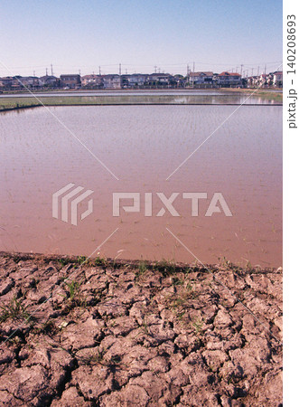 (水田のフィルム写真)水の張った田んぼ (水田のフィルム写真)水の張った田んぼ 140208693