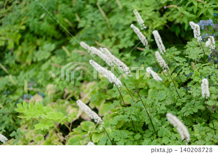 大山八合目付近に優美に咲き誇る白いサラシナショウマの花穂と瑞々しい高山植物の群落(鳥取県大山町) 大山八合目付近に優美に咲き誇る白いサラシナショウマの花穂と瑞々しい高山植物の群落(鳥取県大山町) 140208728
