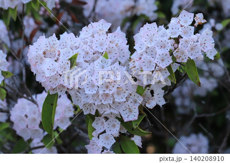 アメリカンシャクナゲの開花 アメリカンシャクナゲの開花 140208910