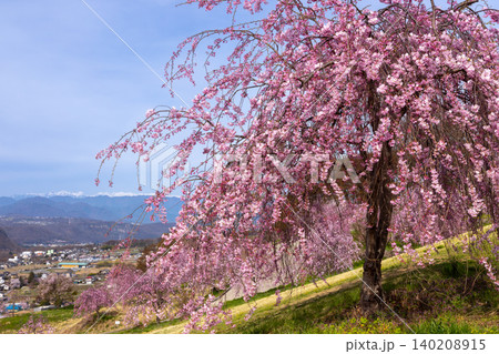 長野県小諸市諸東房 高台にある桜の名所飯綱山公園 固有種の小諸八重紅枝垂と残雪の北アルプスの景色 長野県小諸市諸東房 高台にある桜の名所飯綱山公園 固有種の小諸八重紅枝垂と残雪の北アルプスの景色 140208915