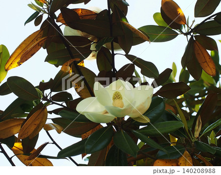 朝の公園のタイサンボクの白い花(泰山木の花のクローズアップ) 朝の公園のタイサンボクの白い花(泰山木の花のクローズアップ) 140208988