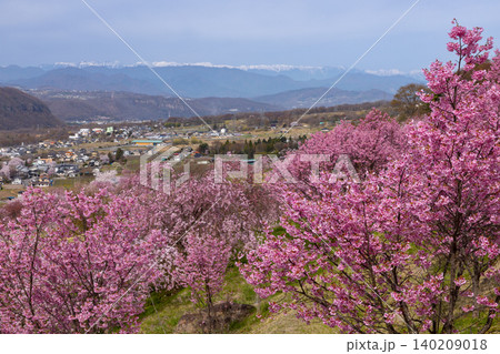 長野県小諸市諸東房 小諸八重紅枝垂などの桜の名所飯綱山公園 濃いピンクの桜と残雪の北アルプスの景色 長野県小諸市諸東房 小諸八重紅枝垂などの桜の名所飯綱山公園 濃いピンクの桜と残雪の北アルプスの景色 140209018