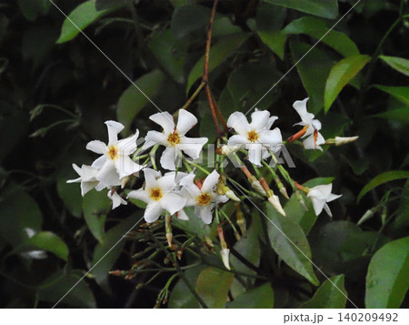 テイカカズラの白い花とつぼみ(薬師山の石垣に生えた定家葛) テイカカズラの白い花とつぼみ(薬師山の石垣に生えた定家葛) 140209492