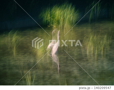 白鷺のicm 白鷺のicm 140209547