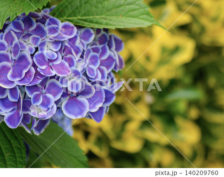 紫陽花の花と緑の背景(コピースペースあり) 紫陽花の花と緑の背景(コピースペースあり) 140209760
