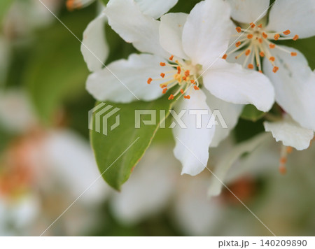 4月に咲いた白くて可憐なズミの花 4月に咲いた白くて可憐なズミの花 140209890