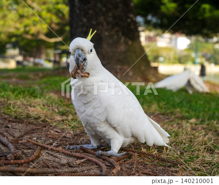 Sulphur-crested cockatoo foraging in a park in Manly, Sydney, Australia Sulphur-crested cockatoo foraging in a park in Manly, Sydney, Australia 140210001