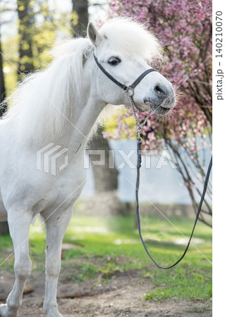 portrait of funny cute white pony with chic mane posing against blossoming almond bush. at evening portrait of funny cute white pony with chic mane posing against blossoming almond bush. at evening 140210070