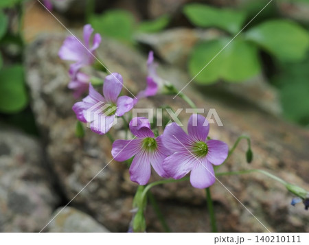 ムラサキカタガミの花 ムラサキカタガミの花 140210111