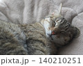 眠るキジトラ 140210251
