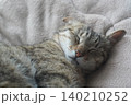 眠るキジトラ 140210252