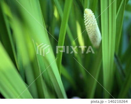 5月に咲いた可憐なショウブの花 5月に咲いた可憐なショウブの花 140210264