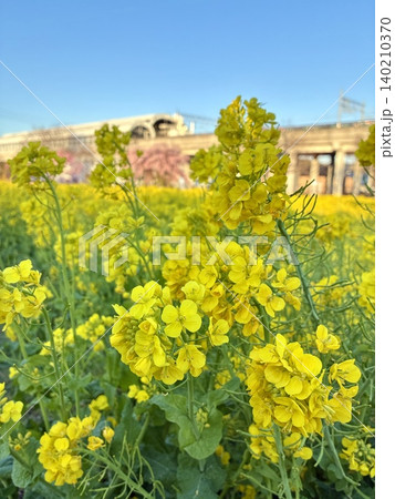 菜の花畑と春の青空(背景に桜のある春風景) 菜の花畑と春の青空(背景に桜のある春風景) 140210370
