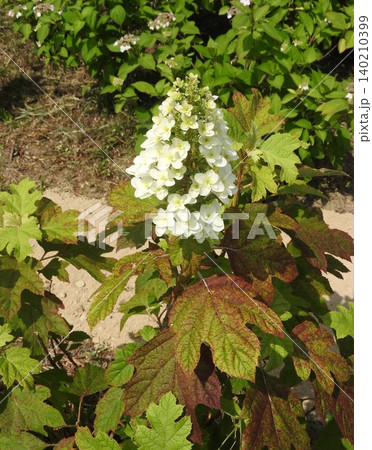塔のように立ち上がりピラミッドアジサイともいう「カシワバアジサイ」の花 塔のように立ち上がりピラミッドアジサイともいう「カシワバアジサイ」の花 140210399
