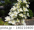 塔のように立ち上がりピラミッドアジサイともいう「カシワバアジサイ」の花 140210400