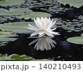 水鏡の睡蓮 140210493