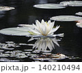 水鏡の睡蓮 140210494