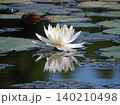 水鏡の睡蓮 140210498