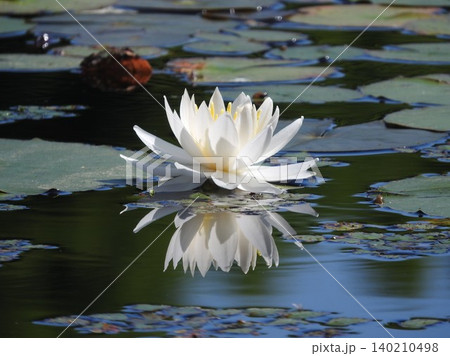 水鏡の睡蓮 140210498