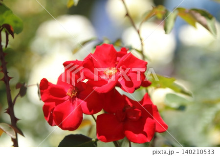 荒尾市 おもやい市民花壇 バラの花、 荒尾市 おもやい市民花壇 バラの花、 140210533