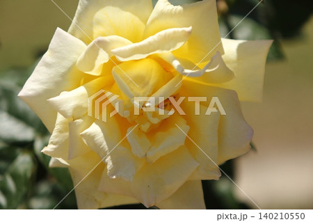 荒尾市　おもやい市民花壇　バラの花、 140210550