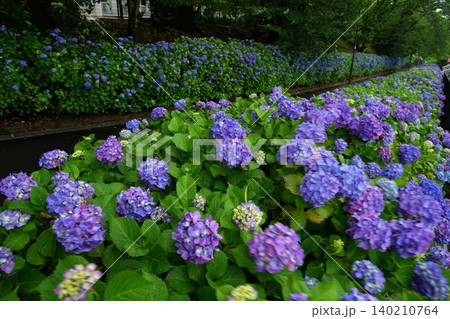 梅雨の晴れ間に咲く紫陽花 6月稲城640アジサイ・アジサイ科・平尾団地 梅雨の晴れ間に咲く紫陽花 6月稲城640アジサイ・アジサイ科・平尾団地 140210764
