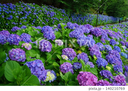 梅雨の晴れ間に咲く紫陽花 6月稲城645アジサイ・アジサイ科・平尾団地 梅雨の晴れ間に咲く紫陽花 6月稲城645アジサイ・アジサイ科・平尾団地 140210769