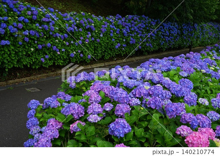 梅雨の晴れ間に咲く紫陽花 6月稲城650アジサイ・アジサイ科・平尾団地 梅雨の晴れ間に咲く紫陽花 6月稲城650アジサイ・アジサイ科・平尾団地 140210774