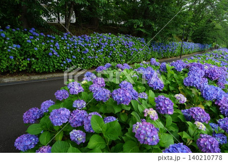 梅雨の晴れ間に咲く紫陽花　6月稲城654アジサイ・アジサイ科・平尾団地 140210778
