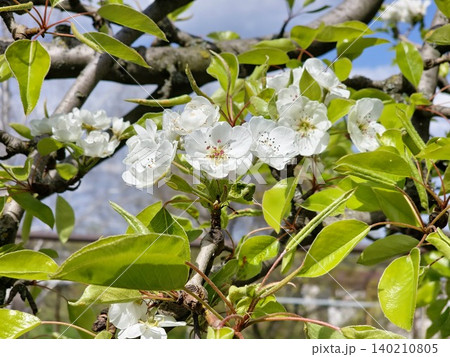 European Pear Flowers Pyrus communis Forest Beauty Cultivar European Pear Flowers Pyrus communis Forest Beauty Cultivar 140210805