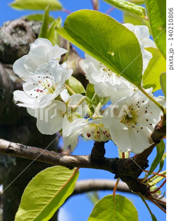 White Spring Blossoms of Forest Beauty Pear Tree White Spring Blossoms of Forest Beauty Pear Tree 140210806