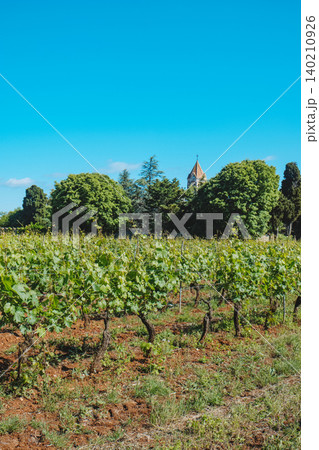 Ile Saint-Honorat, vineyard view with Lerins Abbey Ile Saint-Honorat, vineyard view with Lerins Abbey 140210926