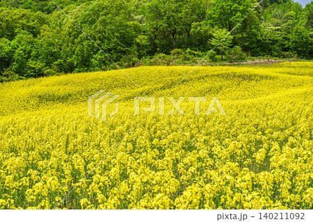初夏に咲く菜の花　三ノ倉高原（スキー場）の花畑　福島県喜多方市 140211092