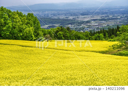 初夏に咲く菜の花　三ノ倉高原（スキー場）の花畑　福島県喜多方市 140211096