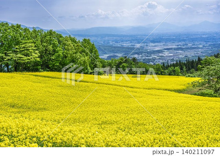初夏に咲く菜の花　三ノ倉高原（スキー場）の花畑　福島県喜多方市 140211097
