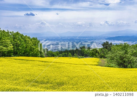 初夏に咲く菜の花 三ノ倉高原(スキー場)の花畑 福島県喜多方市 初夏に咲く菜の花 三ノ倉高原(スキー場)の花畑 福島県喜多方市 140211098