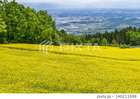 初夏に咲く菜の花 三ノ倉高原(スキー場)の花畑 福島県喜多方市 初夏に咲く菜の花 三ノ倉高原(スキー場)の花畑 福島県喜多方市 140211099