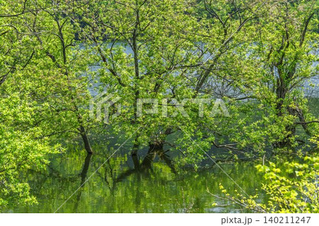 新緑の白川湖と水没林 山形県飯豊町 新緑の白川湖と水没林 山形県飯豊町 140211247