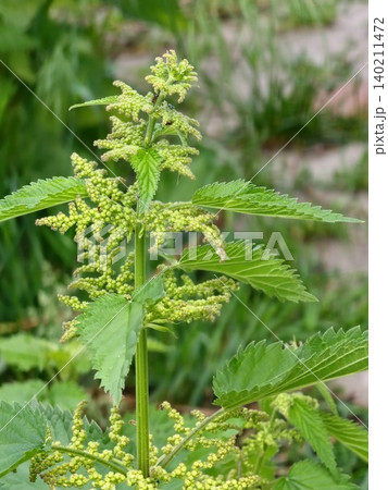 Blooming Stinging Nettle Urtica dioica in Flowering Stage Blooming Stinging Nettle Urtica dioica in Flowering Stage 140211472